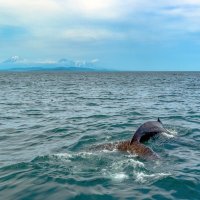 Встреча с горбатым китом, у побережья Камчатки :: Алексей 