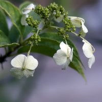 hydrangea :: Zinovi Seniak