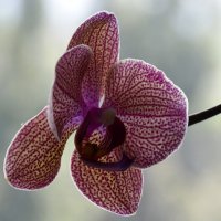 Последняя красавица орхидея! :: Валентина  Нефёдова 