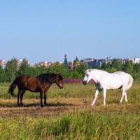 Тёмное и светлое, как две стороны жизни) :: Николай Зиновьев