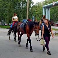 По улице коней водили, как видно на показ... :: Дмитрий (Горыныч) Симагин