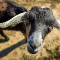Англо-нубийская коза :: AZ east3
