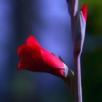 gladiolus :: Zinovi Seniak