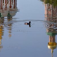 Новодевичий :: Михаил Бибичков