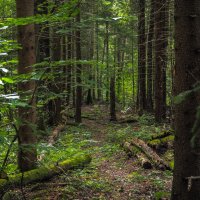 По Лесным Дорожкам :: юрий поляков