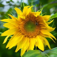 sunflower :: Zinovi Seniak