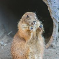 ЛУГОВАЯ СОБАЧКА :: аркадий 