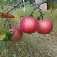 яблоки с моего сада :: Вадим Федотов 