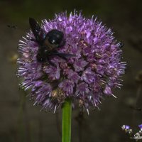 Пчела-плотник. :: Денис Косенюк