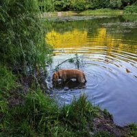 В мире животных: не водоплавающая, в воде стоящая, собачка :: Андрей Лукьянов