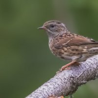 Лесная завирушечка :: Елена Швыдун