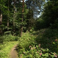 Летом в лесу. :: Владимир Безбородов