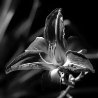 daylily :: Zinovi Seniak