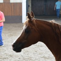 Терский конезавод :: Николай 