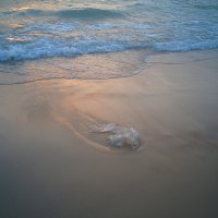 Медуза и море на закате. :: Светлана Хращевская