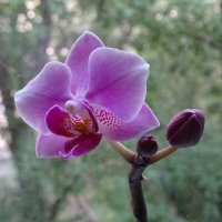 орхидея :: Anna-Sabina Anna-Sabina