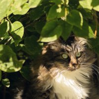 Кот в кустах :: Aнна Зарубина