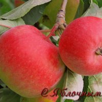 Яблочки поспели в соседском саду... :: Raduzka (Надежда Веркина)