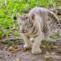 Бенгальский тигрёнок. :: аркадий 