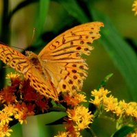 любят бабочки золотарник 13 :: Александр Прокудин