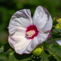hibiscus :: Zinovi Seniak