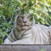 Бенгальский тигр :: Владимир Габов