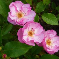 Розы Ботанического сада :: Лидия Бусурина