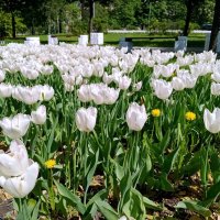 Белые тюльпаны. :: Владимир Драгунский