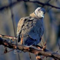 Старушка в шубейке и платочке. :: Восковых Анна Васильевна 