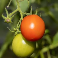 tomatoes :: Zinovi Seniak