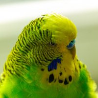 Волнистый попугай с суровым взглядом :: Андрей Божков