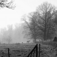 Лошадка в тумане... :: Elena Ророva