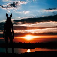 Sunset Bunny :: Виталий Шевченко