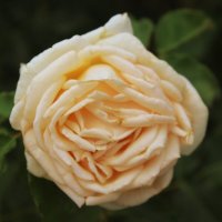 роза :: ольга хакимова