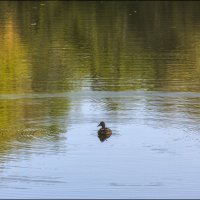 Одиночка :: Александр Тарноградский