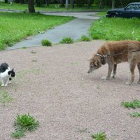 "Я тебя и без поводка не боюсь..." :: Наталия П