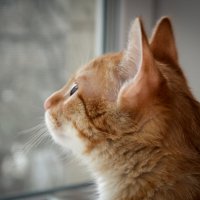 Кот кузя засмотрелся в окно. :: Артём Орлов