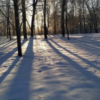 Так тих и светел зимний лес........ :: Tatiana Markova