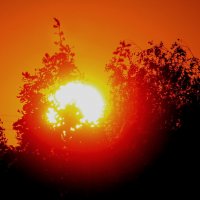 Куст обнимающий  Солнце  3 сентября  6 утра :: олег свирский 