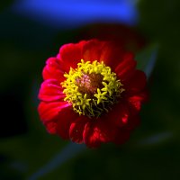 zinnia :: Zinovi Seniak