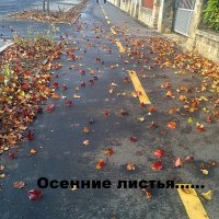 Осенние мотивы! :: Светлана Хращевская