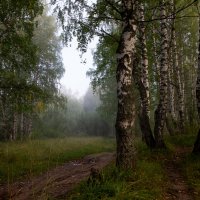 Берёзовая роща. :: Андрей Дурапов