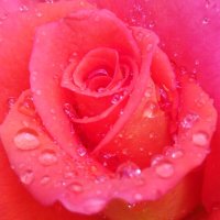 Капли дождя на лепестках чайной роза :: Maryana Petrova