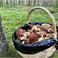 Польские грибы. :: Валерия Комова