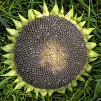 sunflower after flowering :: Zinovi Seniak