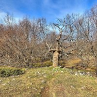 Старое дерево :: Константин 