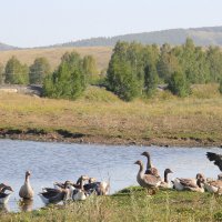 Крикливей  стали гуси  на воде… Все ссорятся, вытягивают шею... :: Марина Валиуллина