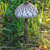 Зонтик пёстрый Macrolepiota procera.  (Снято на Canon EOS 350d и объектив Юпитер 37а) :: Анатолий Клепешнёв