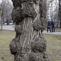 Дерево и люди :: Алексей Виноградов