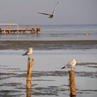 Черноморские чайки :: Александр Довгий